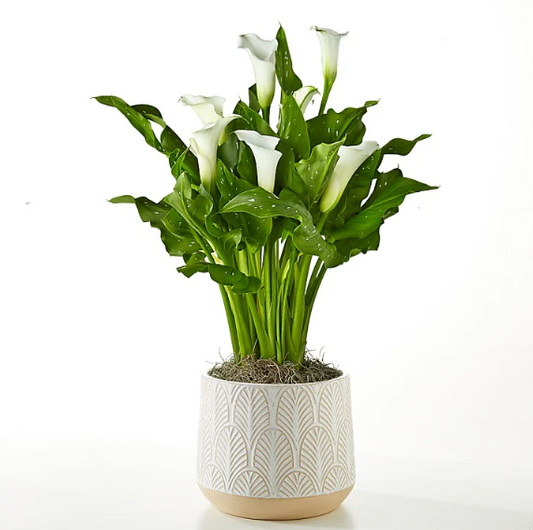 Classic White Calla Lilly