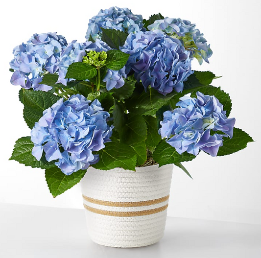 Hydrangea Plant