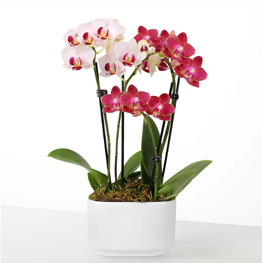 Let Love Grow Orchid Duo