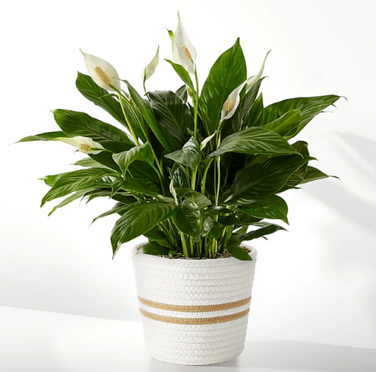 Peace Lilly Plant