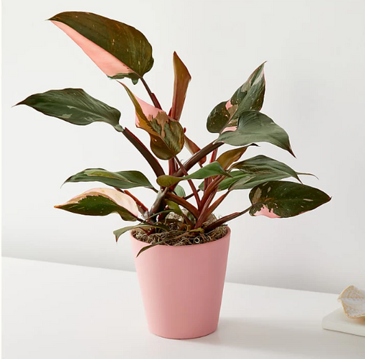 Pink Princess Philodendron