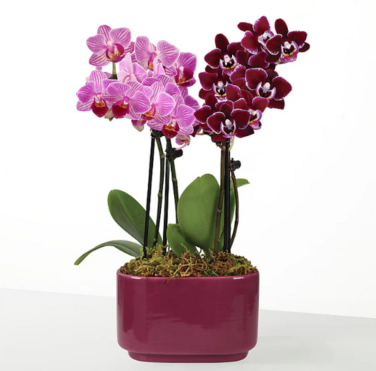 Purple Paradise Orchid Duo