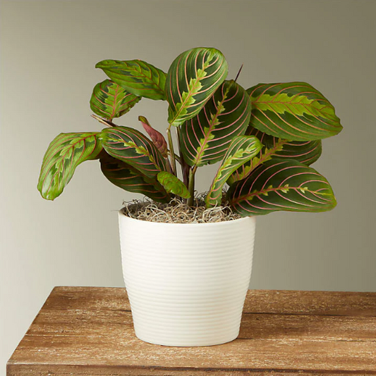 Red Payer Plant