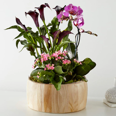 Sending A Garden of Love