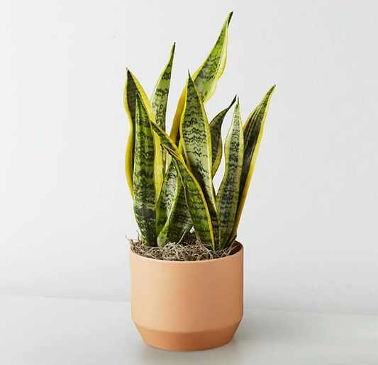 Snake Plant